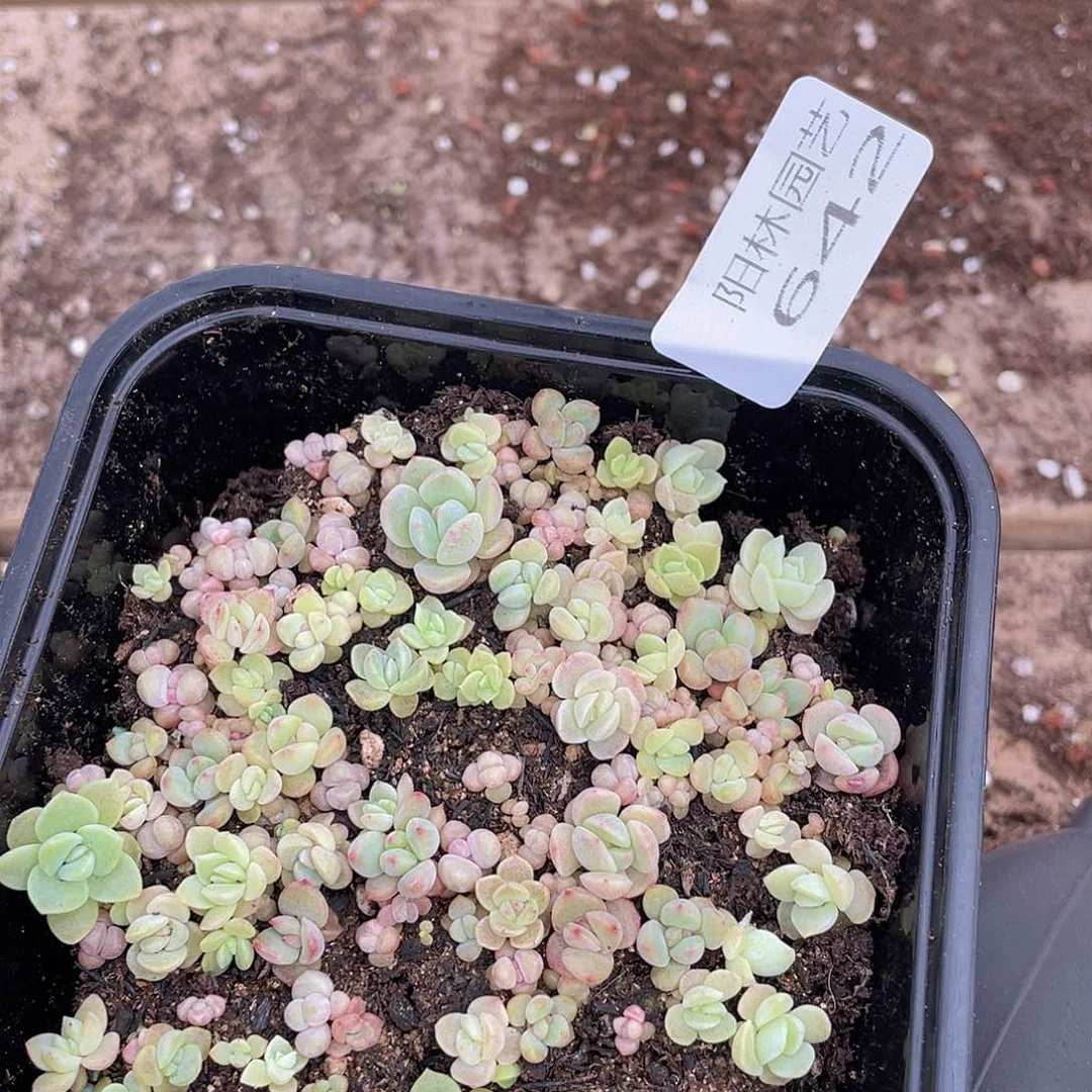 多肉植物多肉植物642