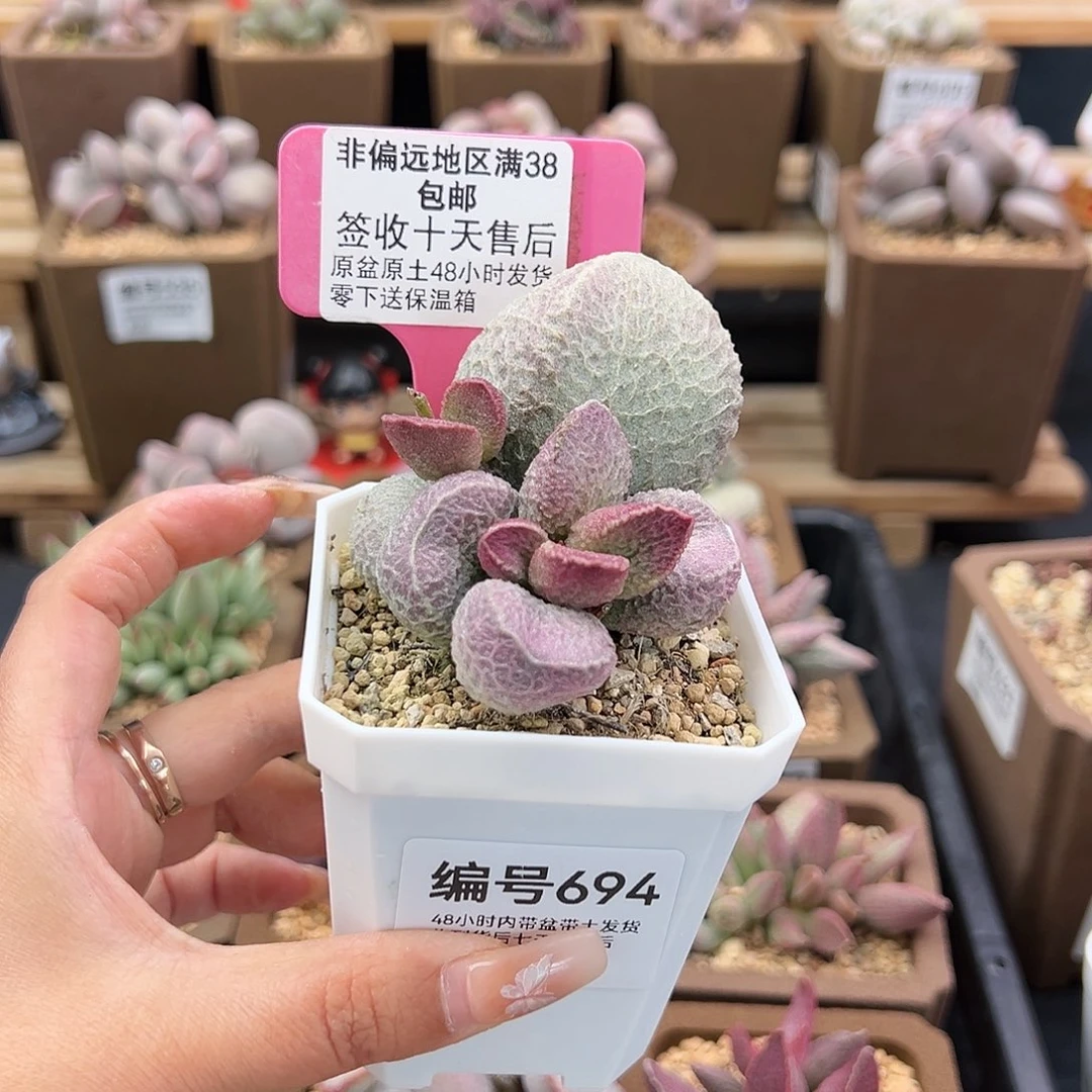 ✨****）694丸叶哈默猪肝多肉植物