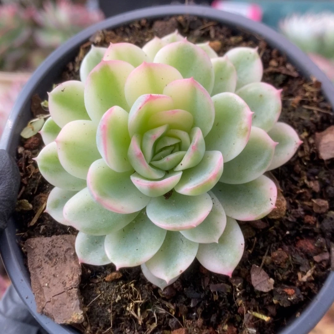012茉莉花锦锦锦锦锦
