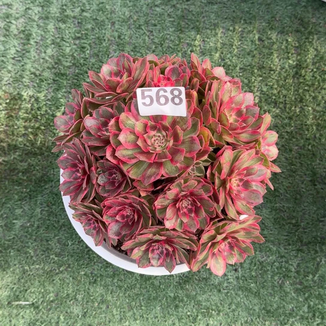 568！云河法师多肉植物