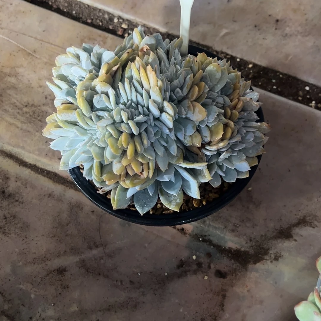 无***忆白茶缀化多肉植物