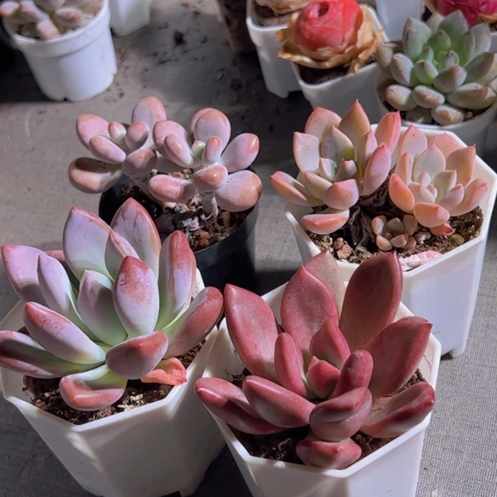 桃蛋。桃花源。粉红。奥普
