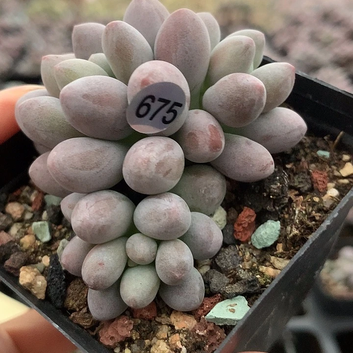 仙子奶酪多肉植物