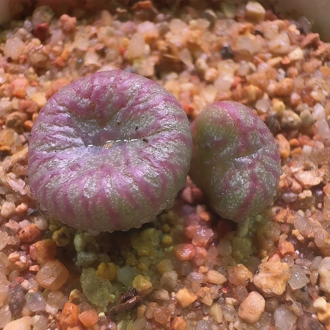 流水杂交。               815