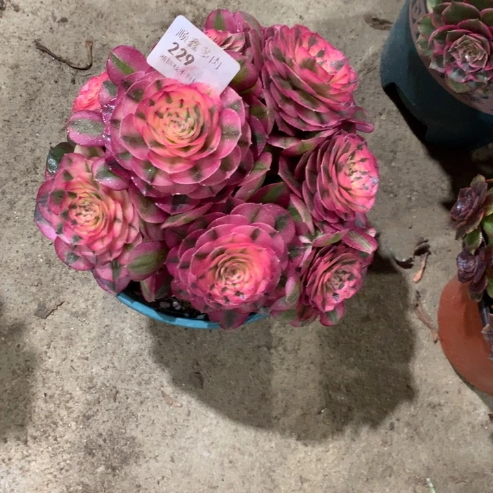 g****g229倾城多肉植物