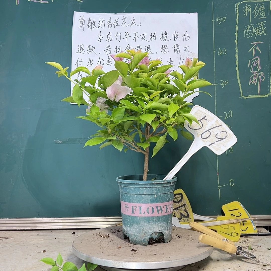 当前无花栽培后可以开花粉天使 569