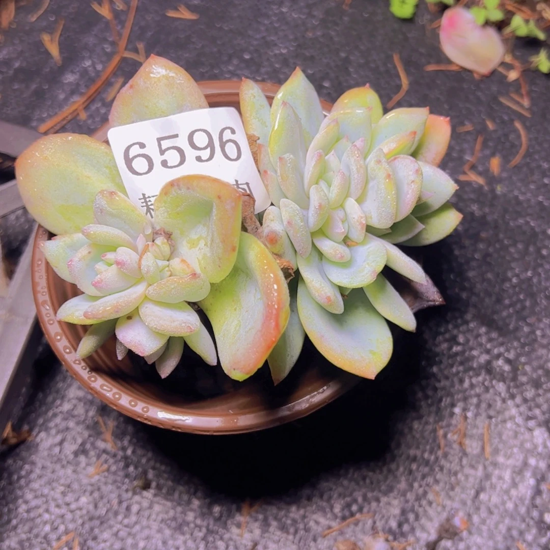 满***柴小凤城6596多肉植物