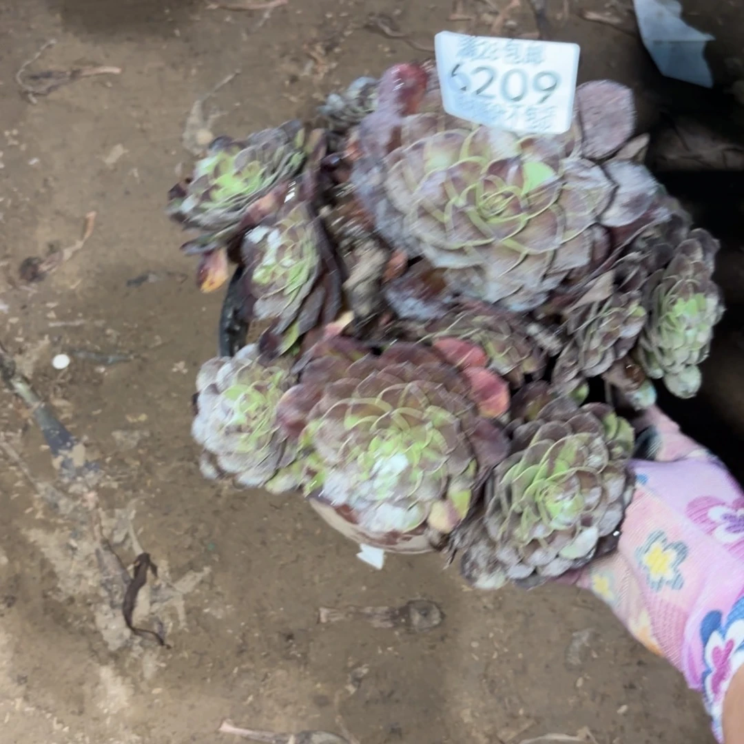 M. 6209花月夜多肉，ba