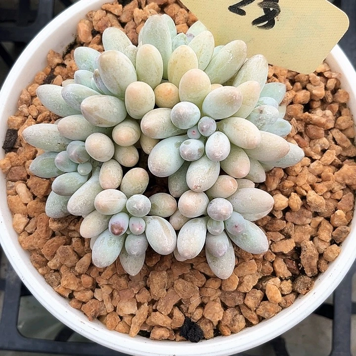 黄体汤圆28号码牌子的话