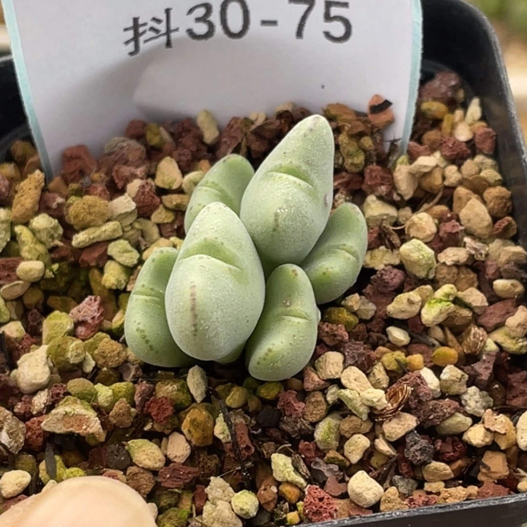 30-75肉锥多肉植物