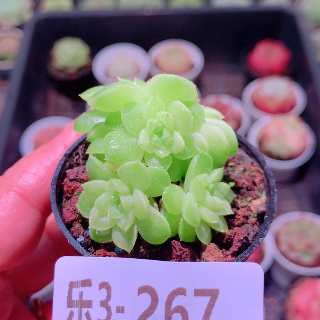 乐然3-267 麦秆群