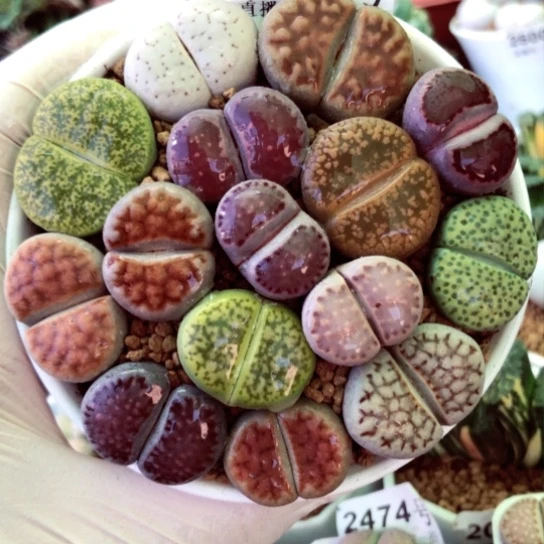 2504，优选大母本2-2.7厘米如图