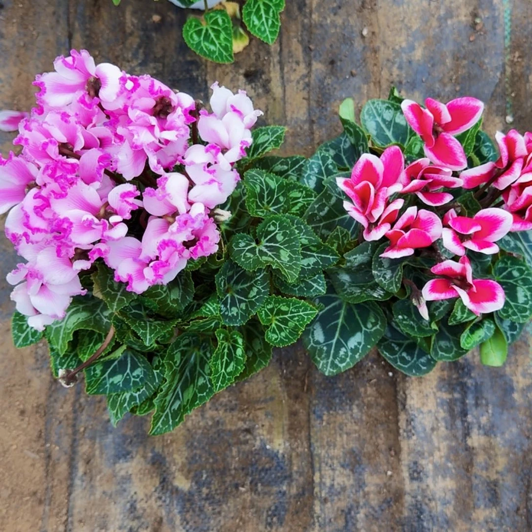 完全开放测试初恋组合