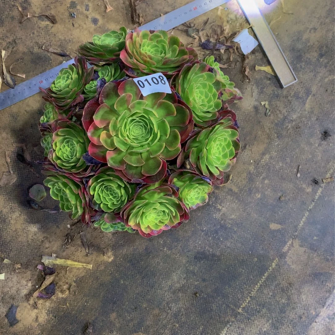 @*婷多肉奶白嫩桩0108