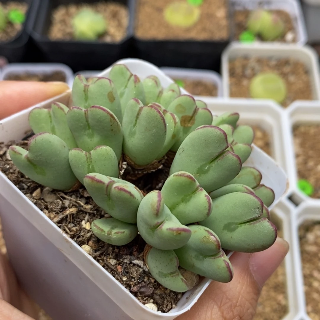 漂亮一群多肉带盆