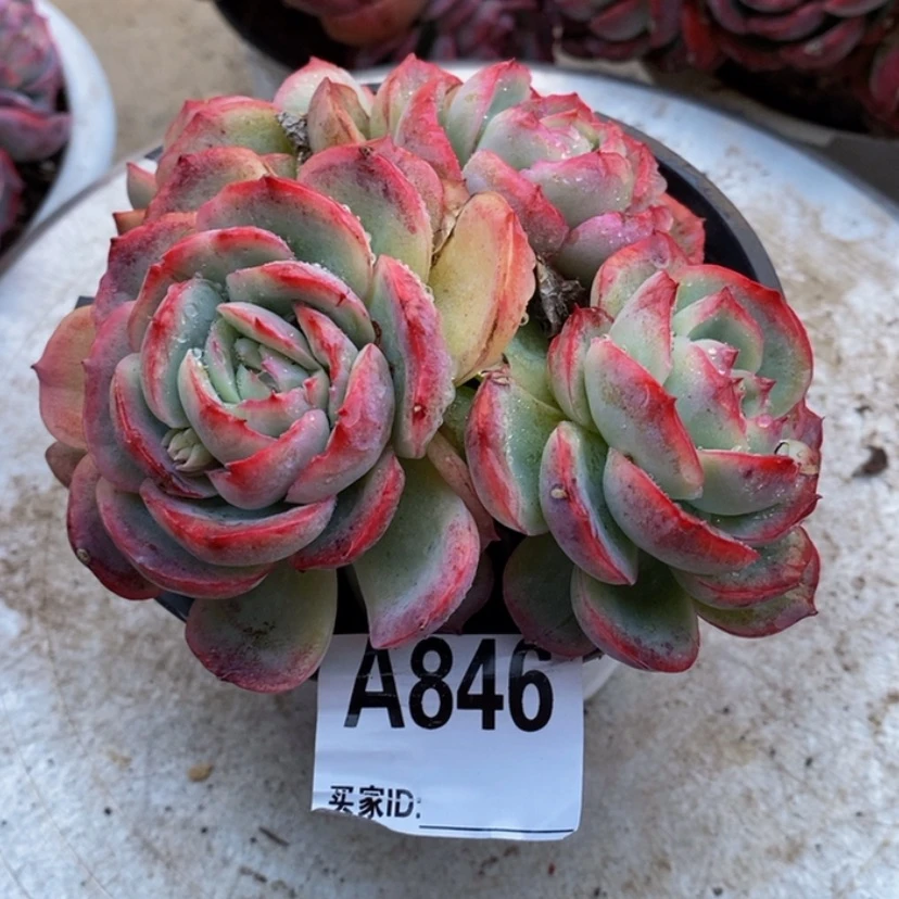 【闪购商品】大*?多肉植物