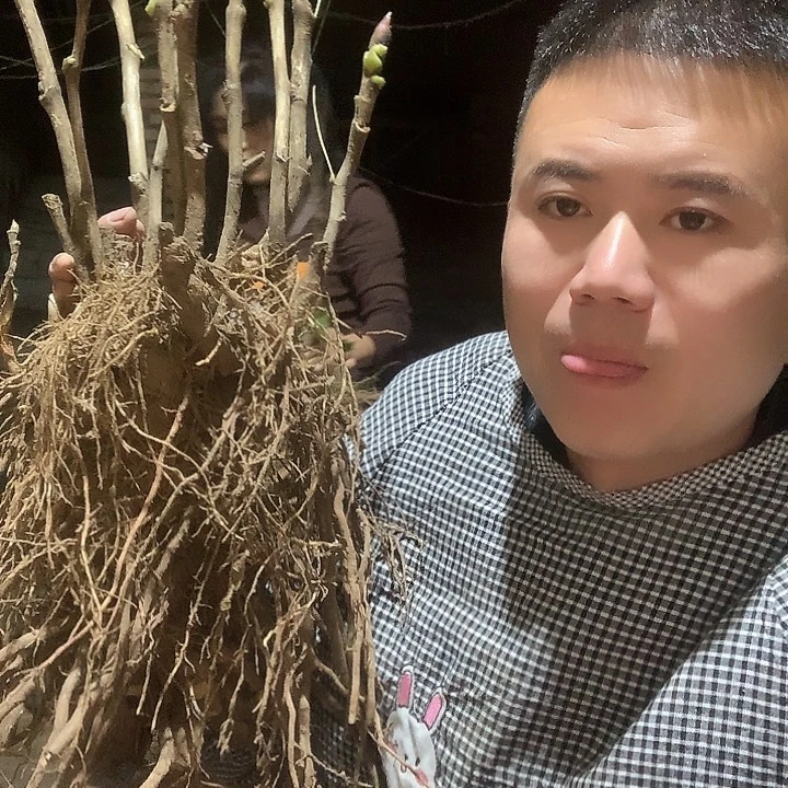 ****ྉ当前无花栽培后可以开花