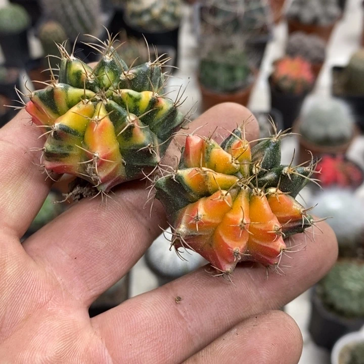 牡丹锦2颗裸根特价