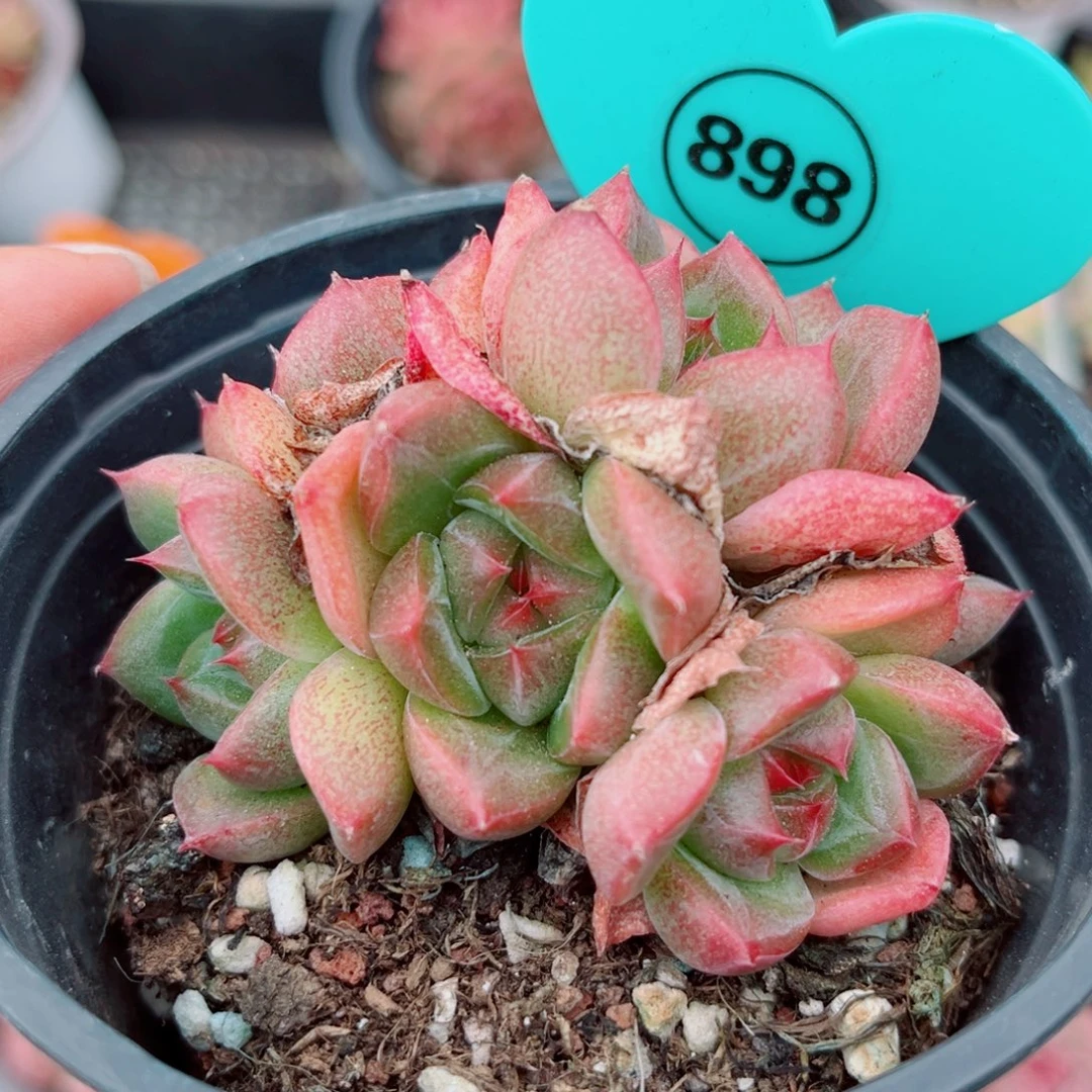 898号小老桩珍妮群