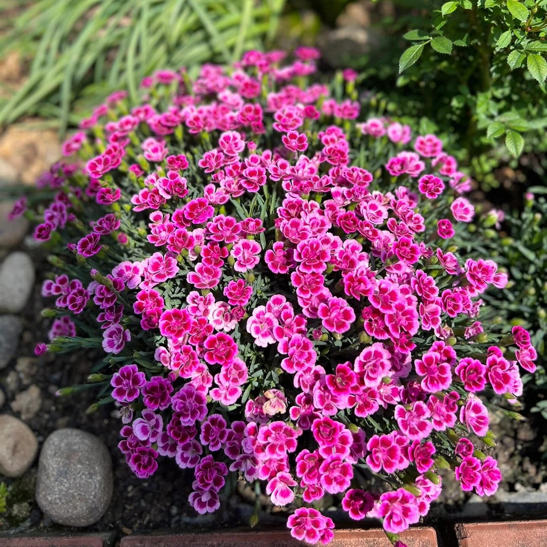 初吻石竹花苗四季开花草坪耐寒耐旱多年生庭院盆栽绿化宿根花海