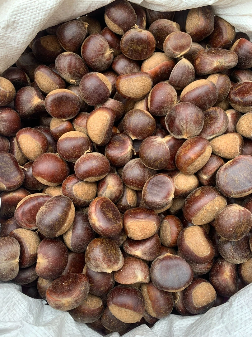 湘西凤凰高山新鲜采摘生板栗粉面香甜可生吃脆甜的零食坚果