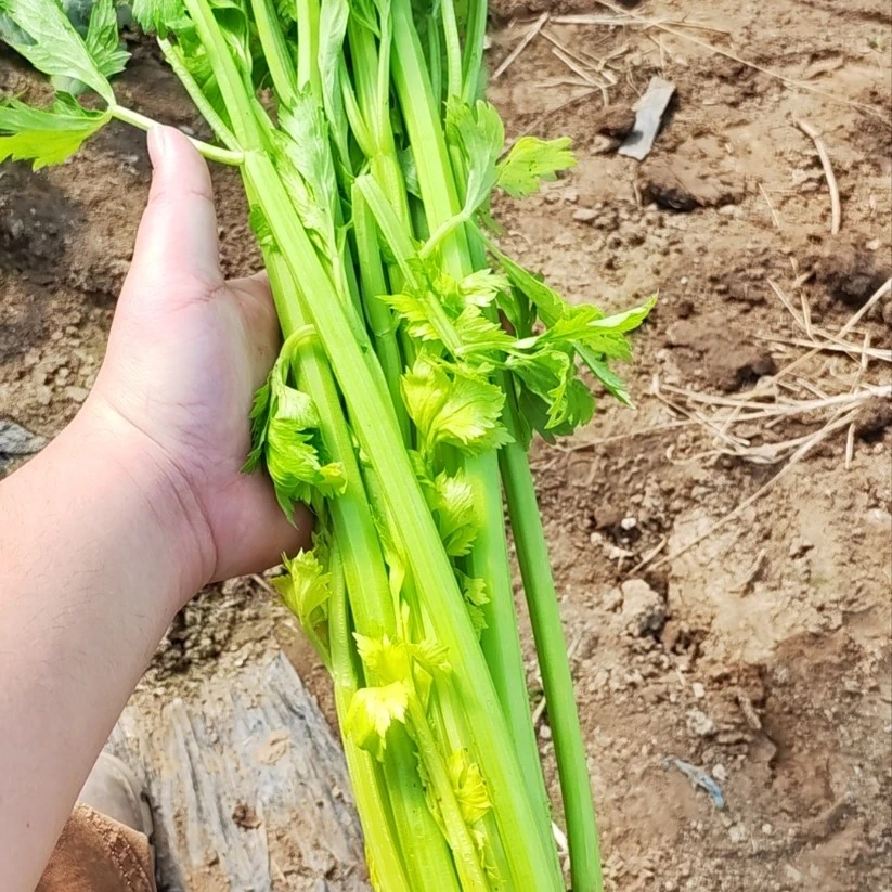 [大华农场]芹菜 3 斤 5 斤