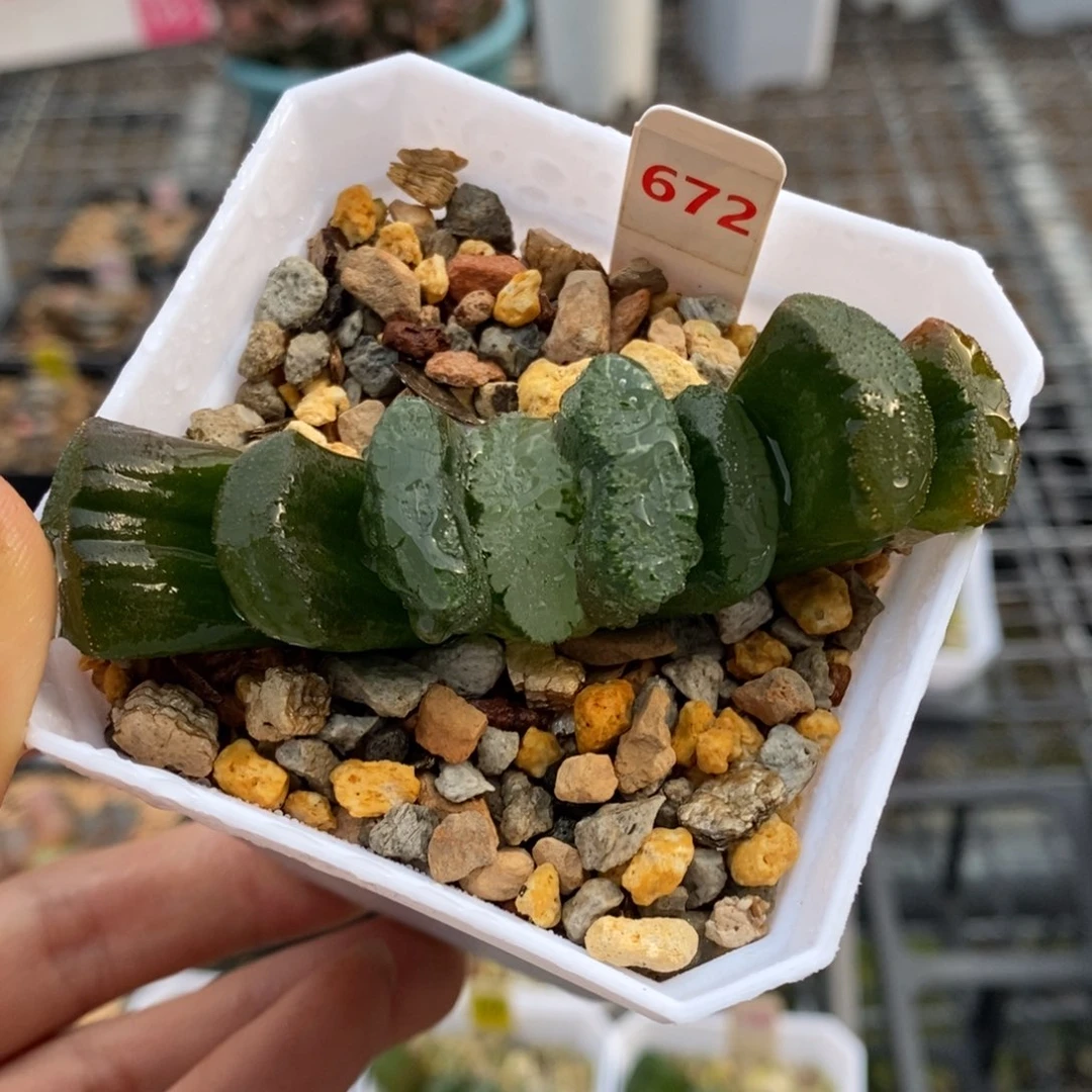 672号蓝翼玉扇多肉植物