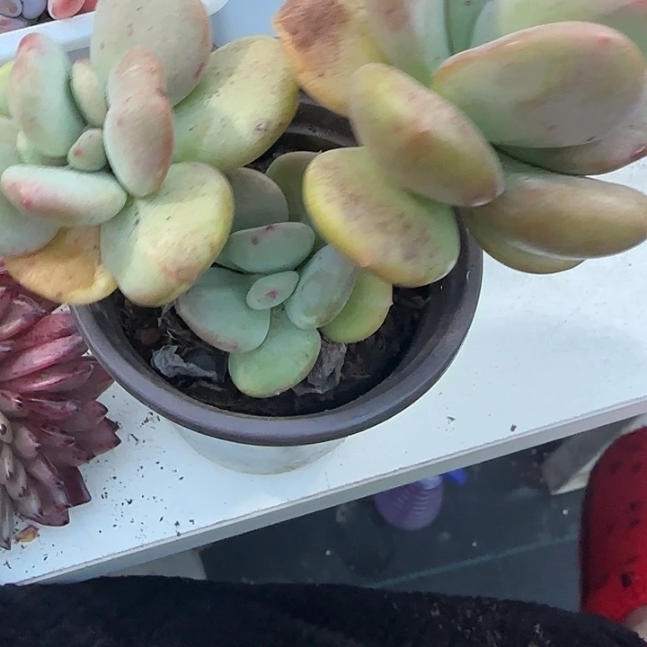 青蛙王子儿童牙膏11