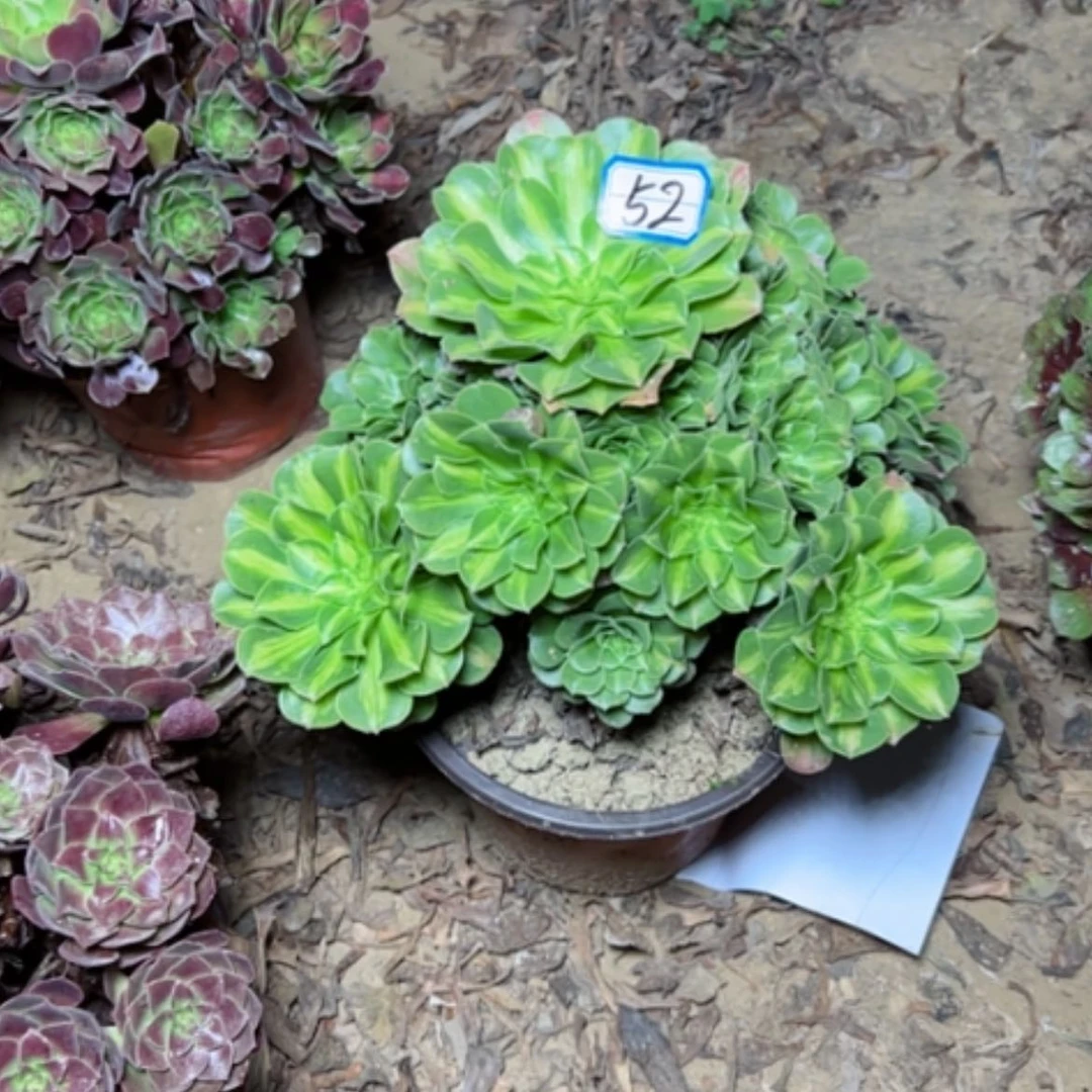 【闪购商品】翡翠52