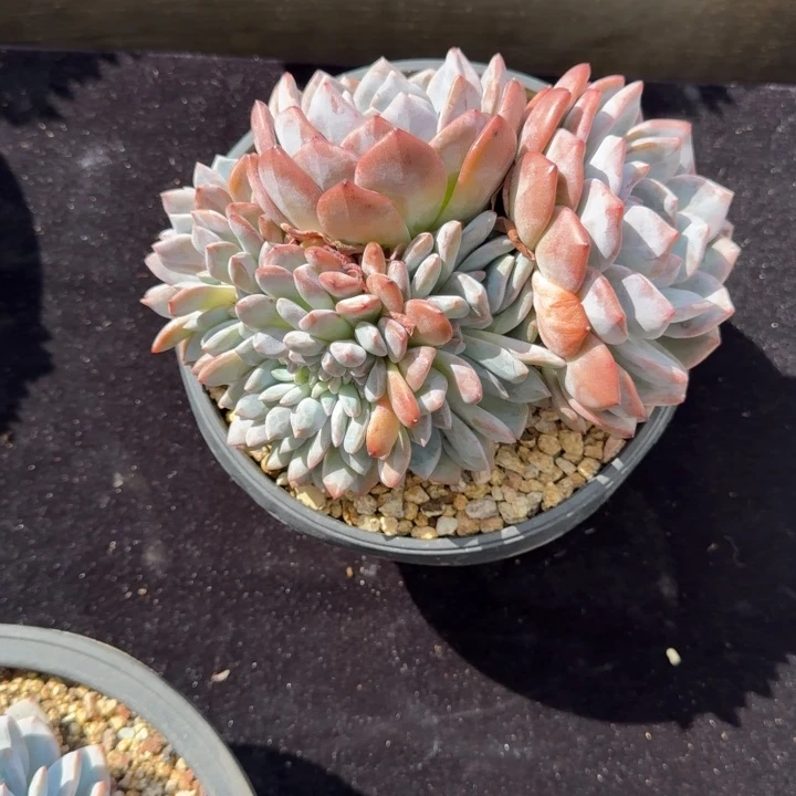 18厘米左右一物一拍的的