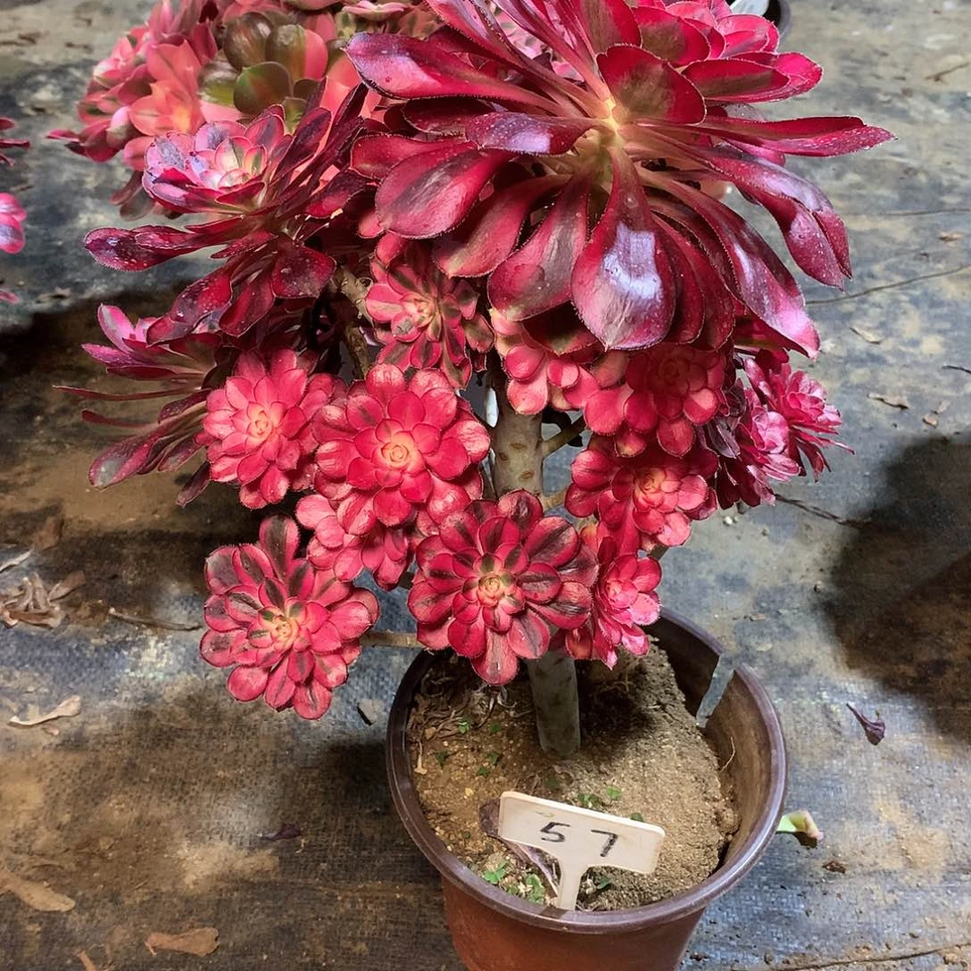 57多肉00000000000000000