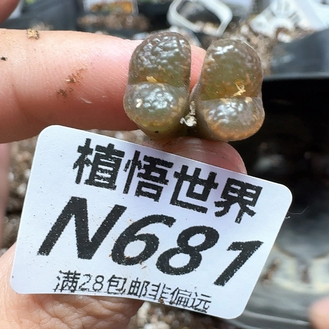 多肉植物的润泽不仅您吗