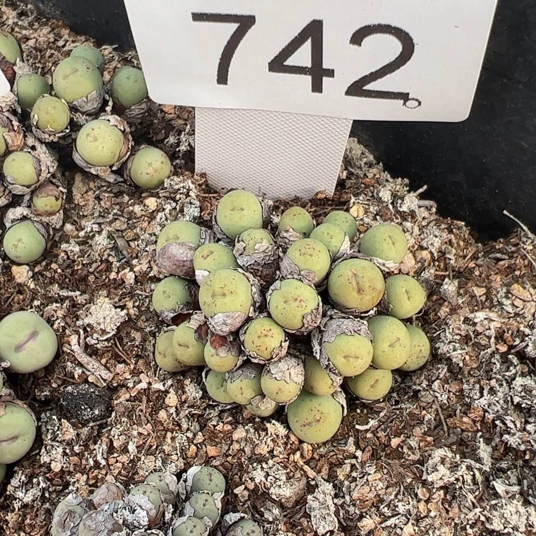 一物一拍脱土发。     742