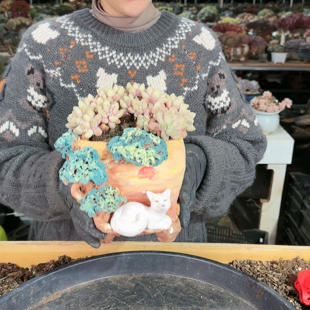 芮**溪芮雨，盆118             盆