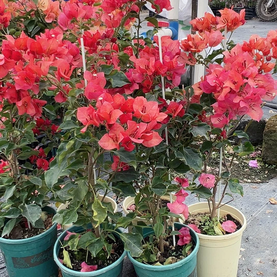 大部分花苞少量开放蒙娜丽莎红日落带竹一颗