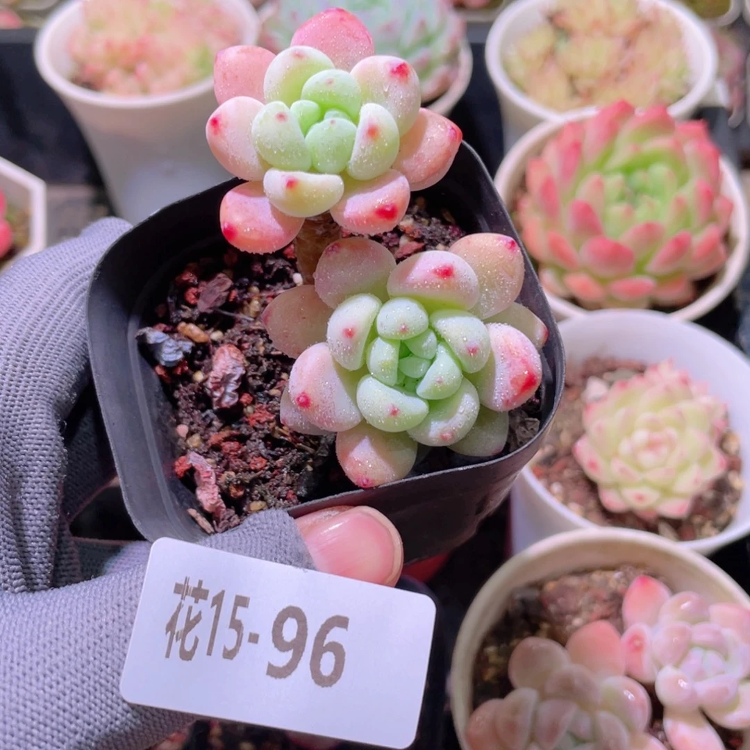 花利美15-96罗琦