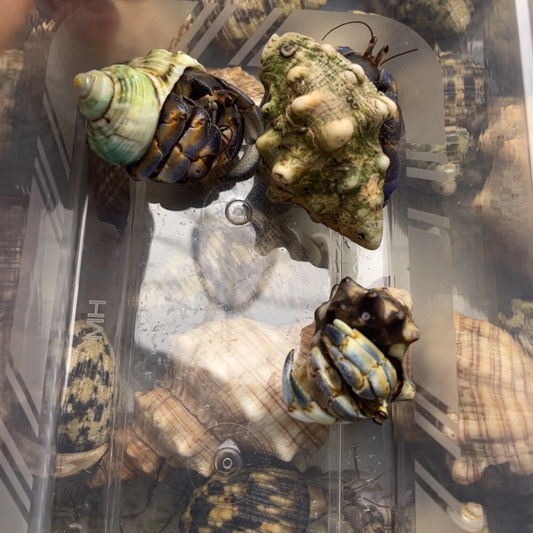 紫路三只aaaa110元