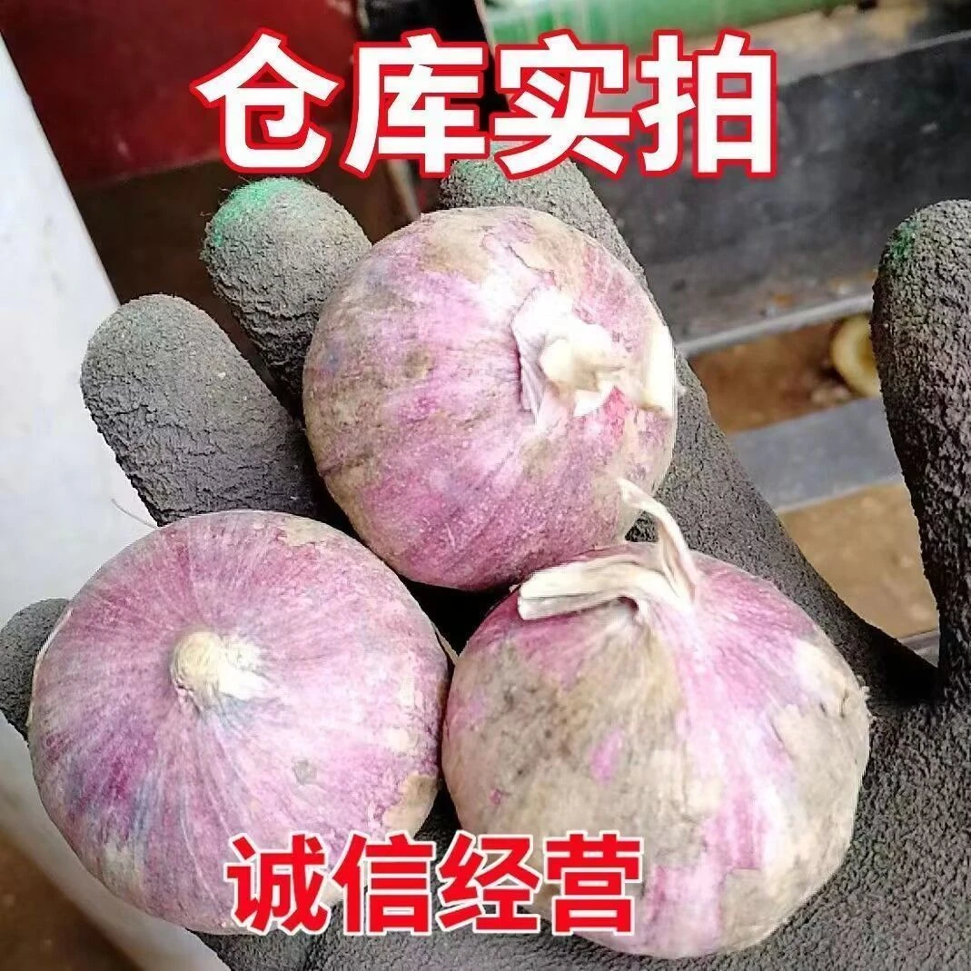 云南紫皮独大蒜新鲜湿蒜大蒜头可腌制糖醋蒜食材