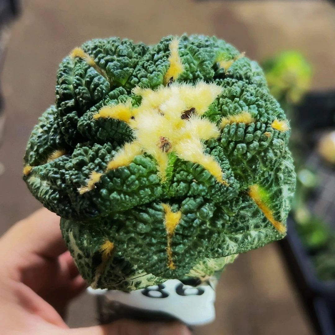 无花朵福利龟甲牡丹186