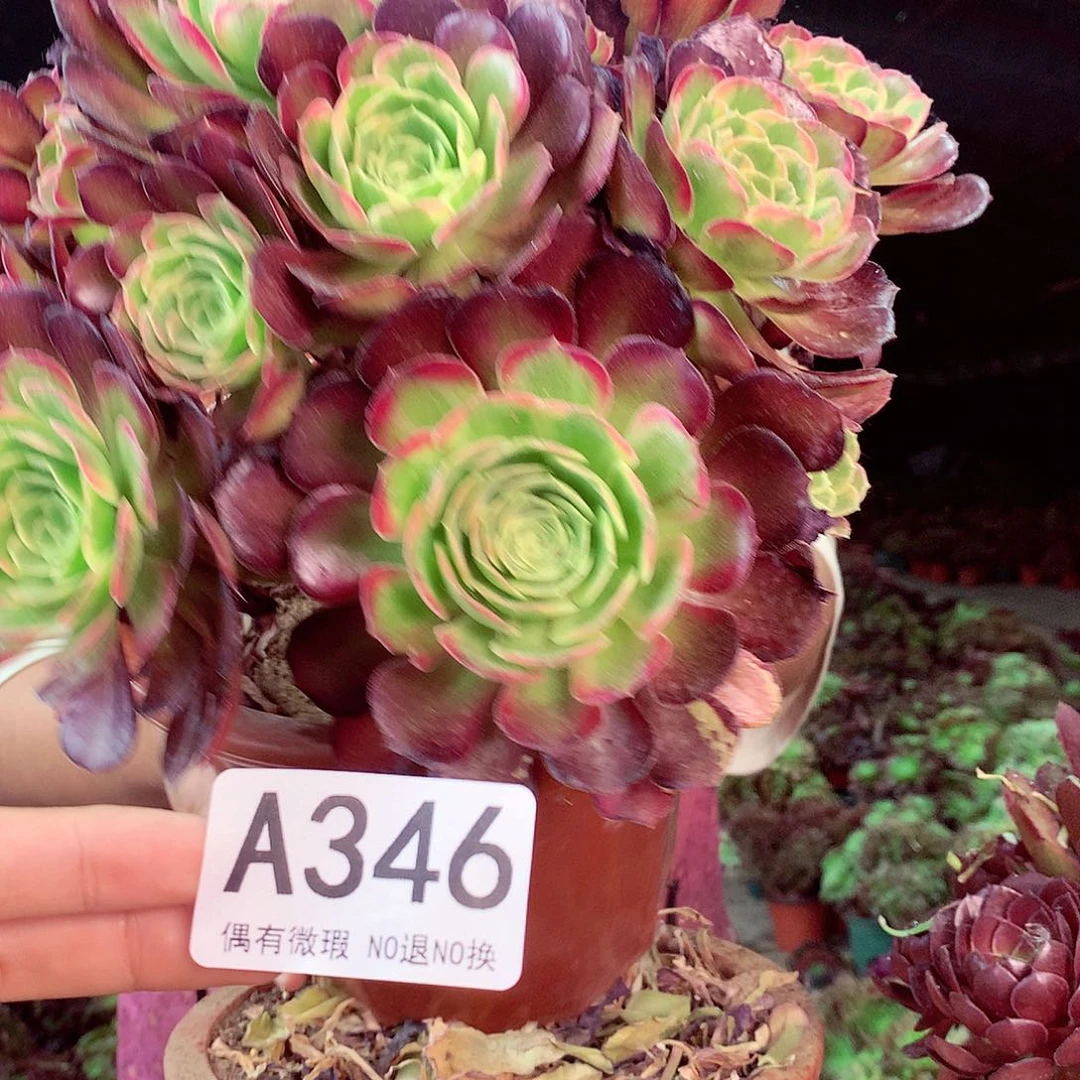 无花朵柒哥多肉法师不包侧断枝346