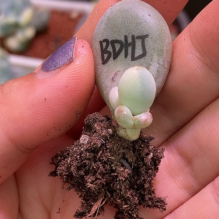 白蛋黄奶酪锦多肉植物