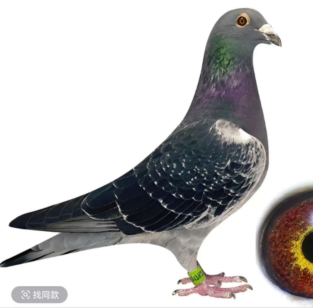 楼货专业户信鸽青年鸽种鸽公棚鸽脚环