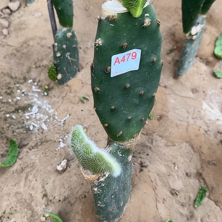 用***9无花朵嫁接青蛇缀➕九尾狐缀479