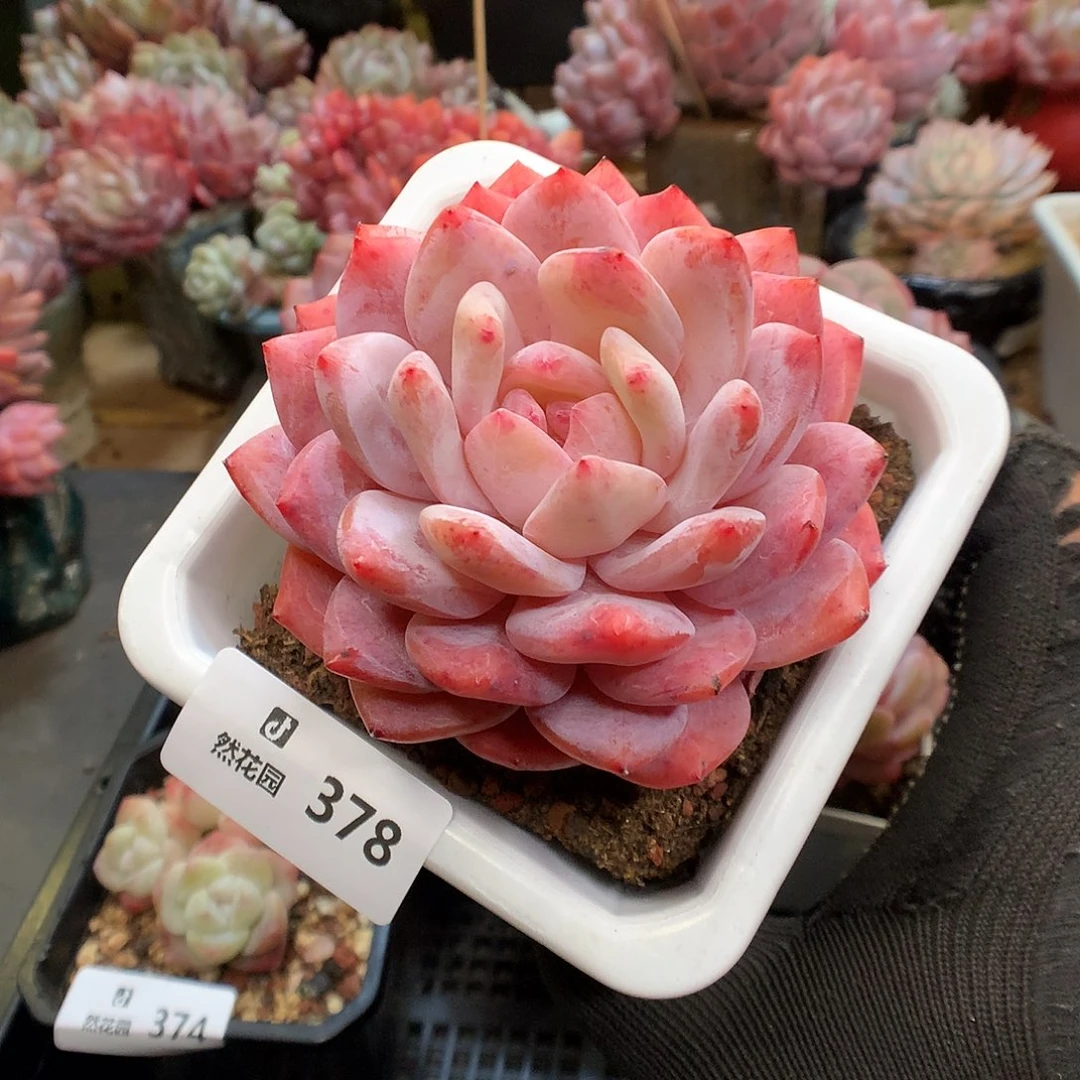 378韩橙多肉植物66666