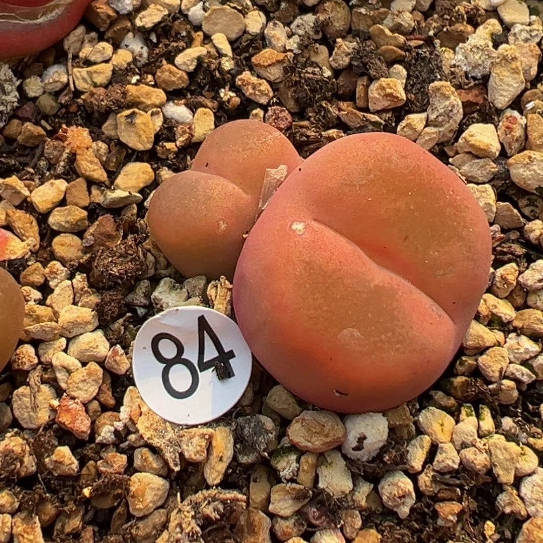 多肉植物11111111111111