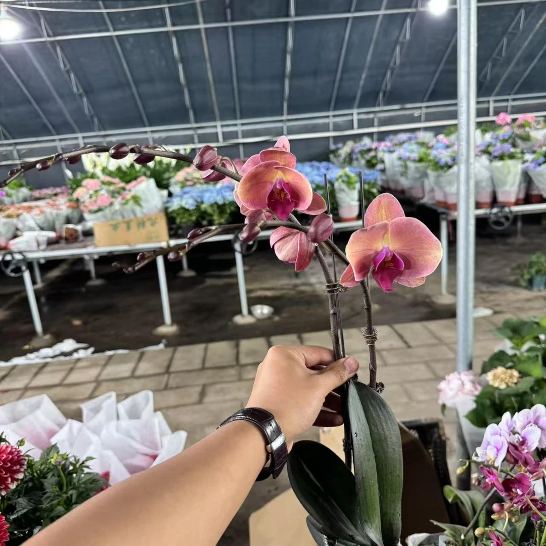 【李先生】（欣欣向荣）蝴蝶兰双花剑带花带花苞