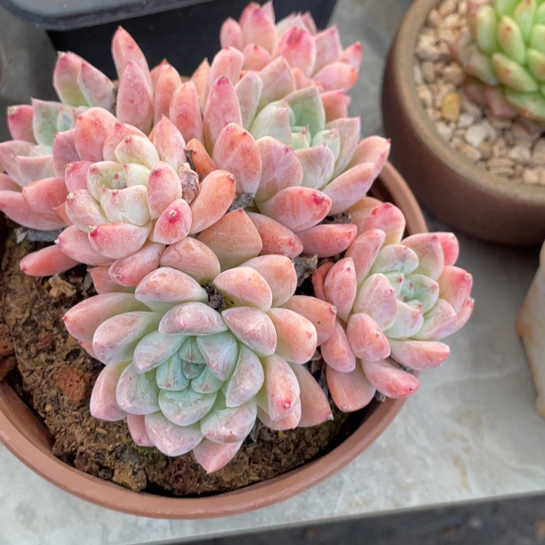 月影粉色杂交群生