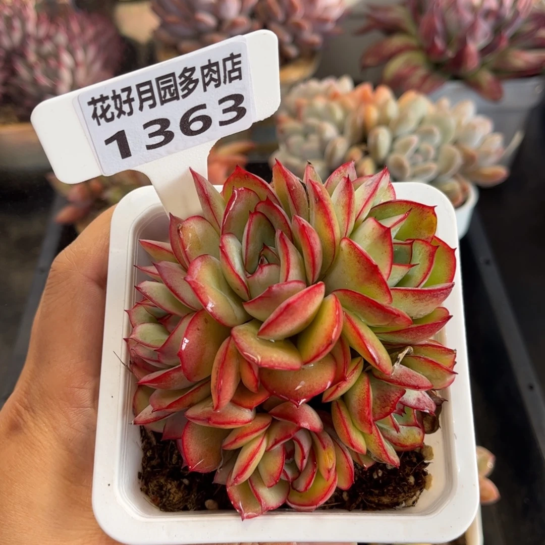 1363天冷必拍保温箱