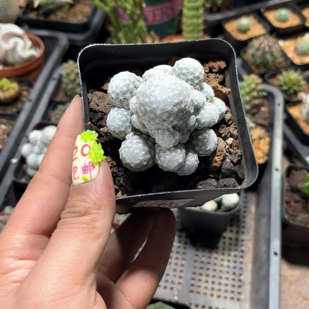 24430一物一拍单头发货