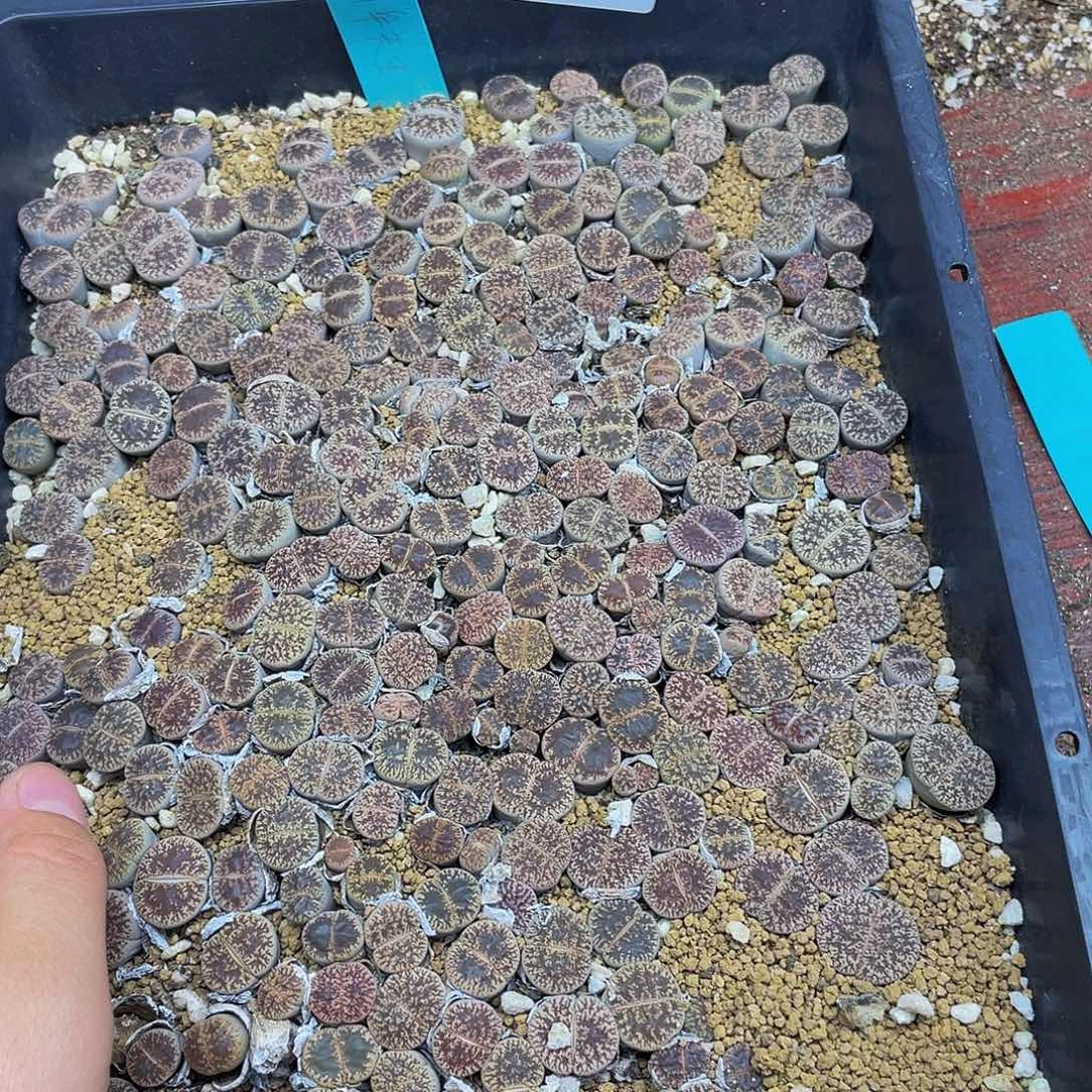 赤***豆46300000000花花花花花去啊花